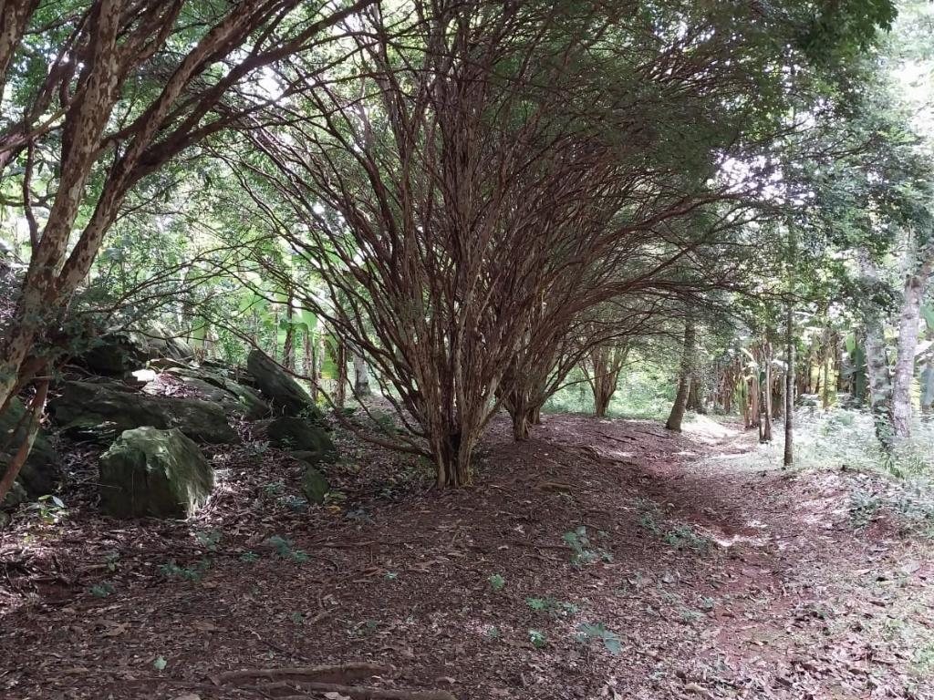 Foto 6 de SITIO COM NATUREZA PRIVILEGIADA em PARAIBUNA, COMENDADOR LEVY GASPARIAN