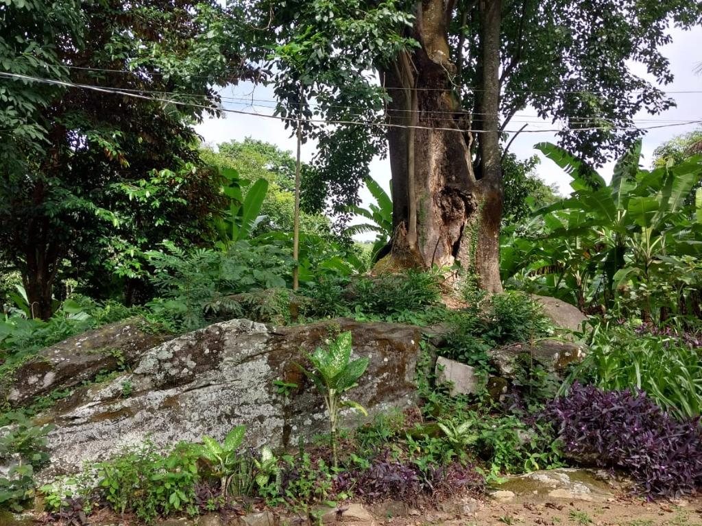 Foto 9 de SITIO COM NATUREZA PRIVILEGIADA em PARAIBUNA, COMENDADOR LEVY GASPARIAN